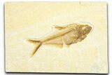 Detailed Fossil Fish (Diplomystus) - Wyoming #360735-1